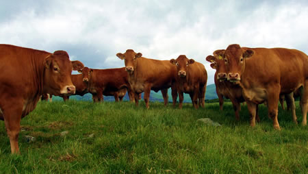 Ronick Limousin Cattle